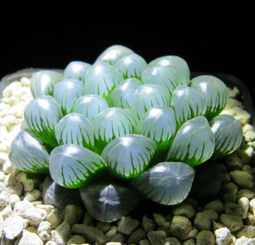 Haworthia cooperi ca translucent 4,0 cm große Pflanzen