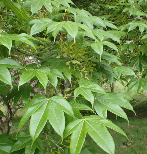 Potted Maple Tree Plant in 9cm Pot yunnanense Acer flabellatum var
