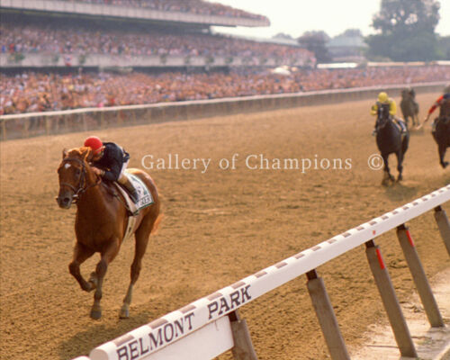Easy Goer 1989 Belmont Stakes #2 Photo 8" x 10-24" x 30" 