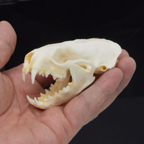 fine animal specimens 1pcs Real mink skulls skull gifts skulls /&007