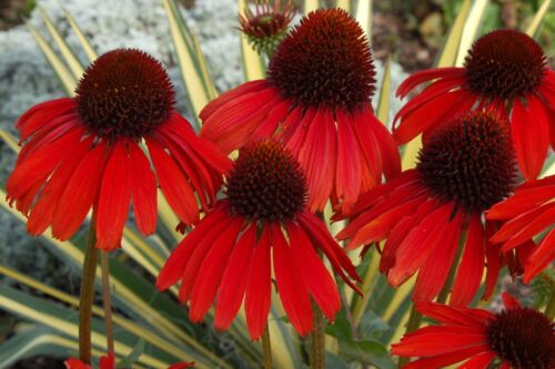 Echinacaea 'hot summer' 50+ fresh seeds sun perennial RED Cone flower 
