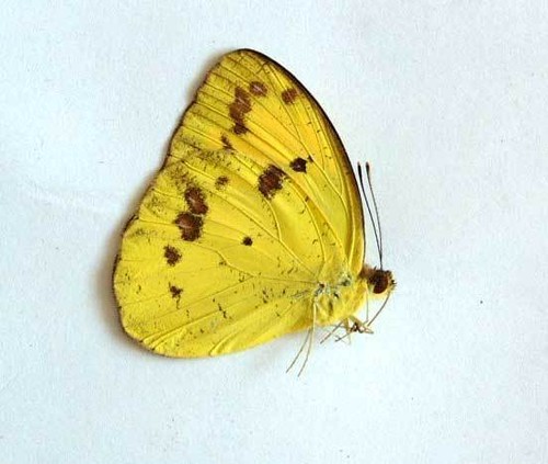 IXIAS VOLLENHOVENI unmounted butterfly
