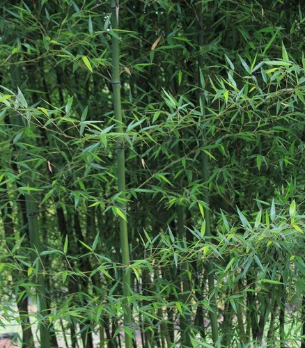 200 Phyllostachys acuta bamboo seeds USA Seller Timber Bamboo