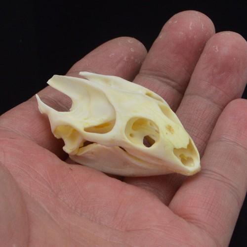 Turtle skull Crafts Jewlery,Educational Taxidermy,Oddity Craft Art