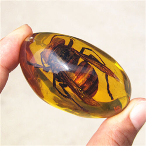 Beautiful Amber Hornet Fossil Insects Manual Polishing 