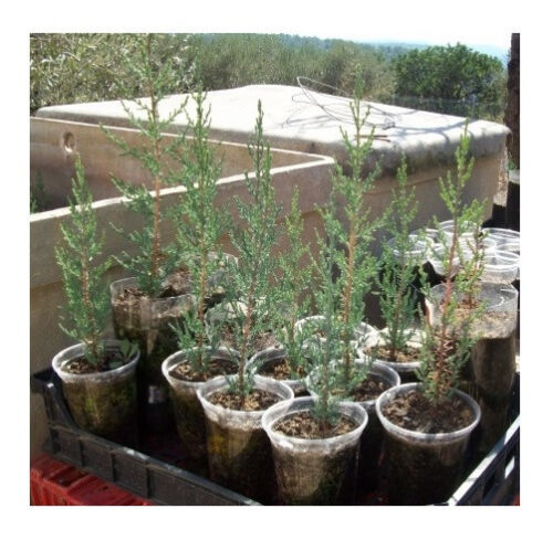 STRICTA variety Cupressus Sempervirens seeds FRESH Italian Cypress 150 