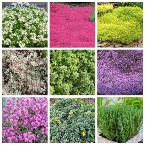100 Thyme Herb Seeds 30 Kinds Subshrub Perennial Aromatic Spices for Home Garden 