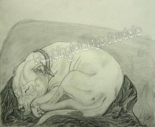 White Pit Bull Portrait Dog Sleeping Sketch Art Drawing Reproduction always next