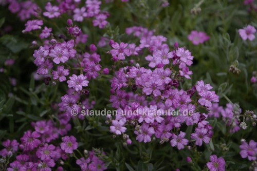 Gypsophila REPENS /"traduction roses/" dans la 9 Cmtopf Rosa Coussin-Voile Herbe plante