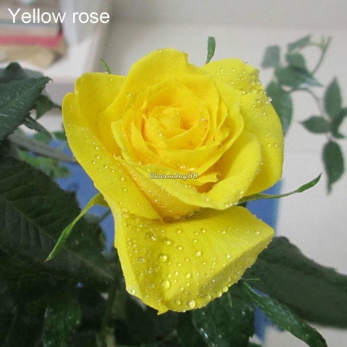 New Nice Adorable Flower Fragrant Seeds Fragrant Blooms Rose Flower C1MY