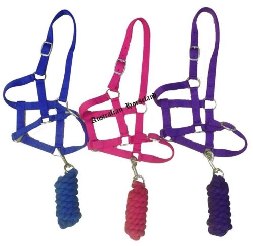 Halter and Lead Combo