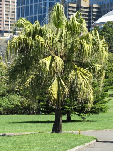 Chinese Fan Palm  Fountain Palm  Livistona chinensis 10 Seeds (Free US Shipping)