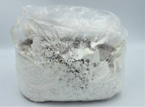 Huge Selection! 5lbs Bag Premium G1 Mushroom Spawn