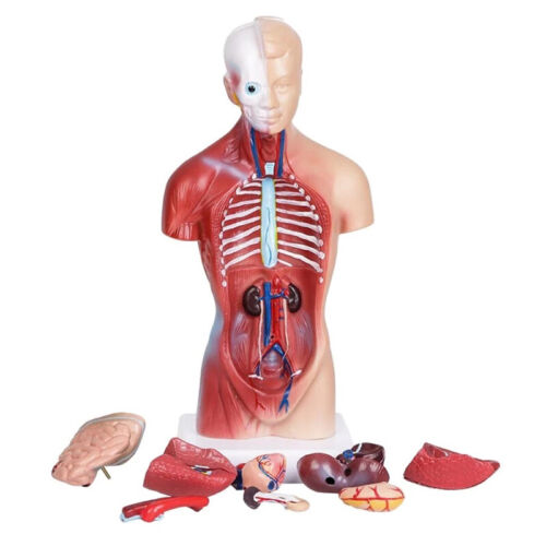 Cuerpo torso humano Unisex Modelo anatómica anatomía órganos internos esqueleto syhfsg