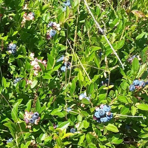 sweet low bush Wild blueberry seeds, Vaccinium augustifolium 200 
