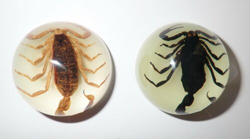 Pair Dome Magnet Golden /& Black Scorpion Specimen Round 38 mm Glow in the Dark