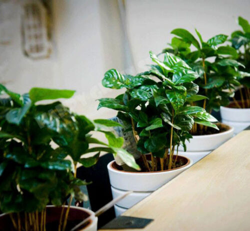 Coffee Plant 10 seeds-Tropical Coffee House Plant-Coffea arabica nana 