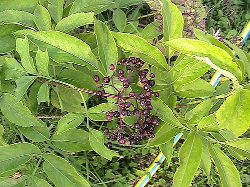 20 Golden Elderberry Seeds