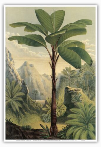 Seychelles Stilt Palm Hawaii 1896 Vintage Botanical Illustration Print 