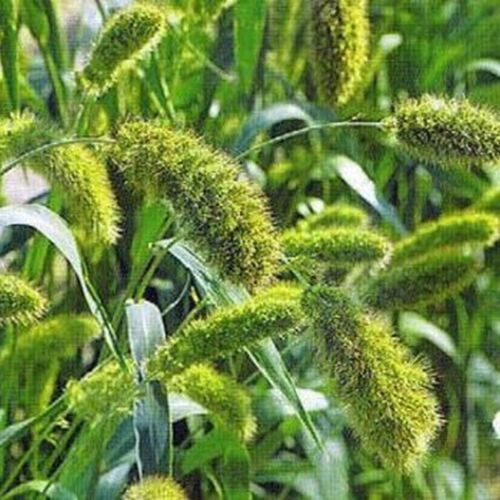 Setaria Macrocheaeta - 100 seeds BOGO 50% off SALE Italica 