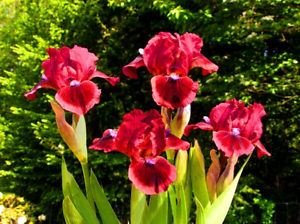 50 PCS Seeds Bonsai Iris Flowers Garden Rare Bearded Nature Plants Orchid NEW R