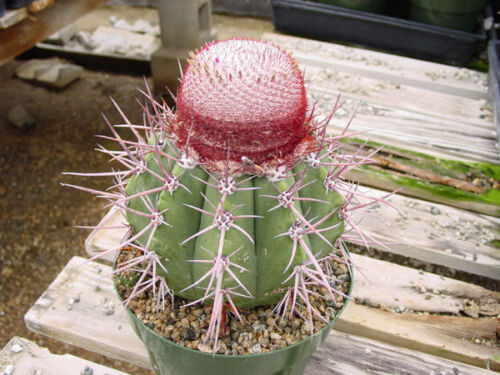 Melocactus Ernestii Cactus Samen Korn Semi Semilla Frön 種子 씨앗 Семена 10 SEEDS