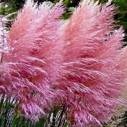 Cortaderia selloana Pampas Pink Ornamental Grass Seeds 50+Seeds 