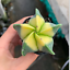 Astrophytum myriostigma cactuschina cactus Succulent plants Home Garden Bonsai