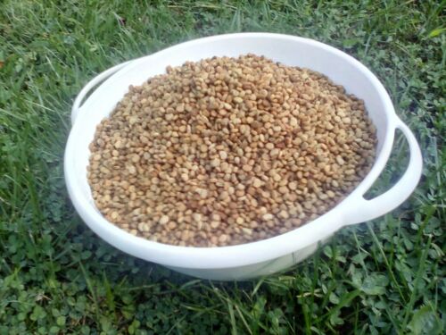 Ginseng Seed stratified treated half pound grow own roots