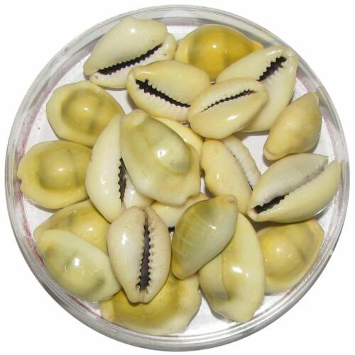 Natural Kaudi Shells//Kauri Yellow-Set of 21 Pieces Diwali pooja 2 cm