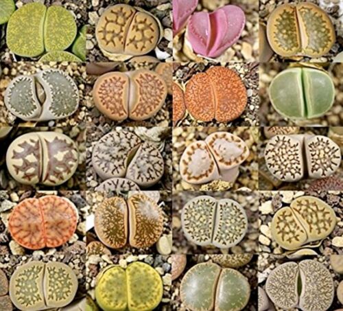 100pcs Succulent Seeds Lithops Rare Living Stones Plants Cactus Home Plant Hot 