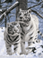 WHITE SNOW TIGERS 3D MOVING PICTURE 300mm X 400mm NEW