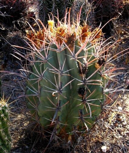 Arizona Barrel Cactus 50 seeds Ferocactus emoryi 2017