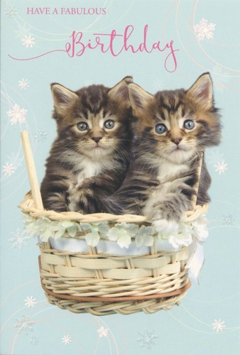 TRADITIONAL CUTE CUDDLY PUSSY CATS KITTENS OPEN BIRTHDAY CARDS 1STP/&P