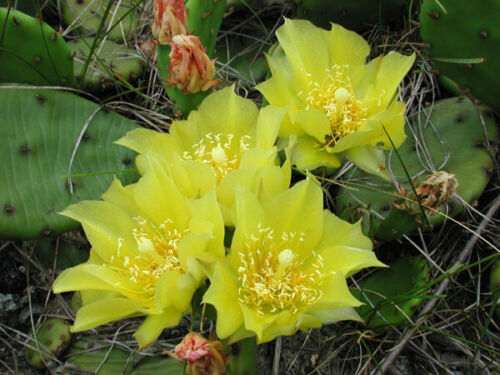 Opuntia humifusa or Prickly Pear Cactus 5 seeds FREE SHIP