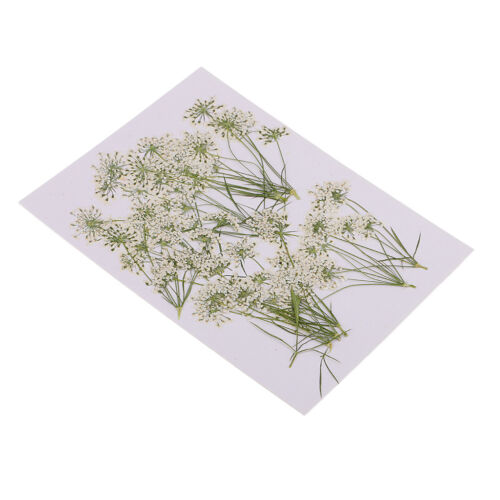 10x Pressed Real Dried Flowers Lace Flower Scrapbooking Embellishment White 
