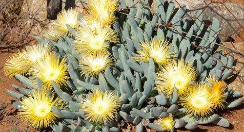 exotic succulent mesembs living stones seed 20 SEEDS Cheiridopsis Denticulata 