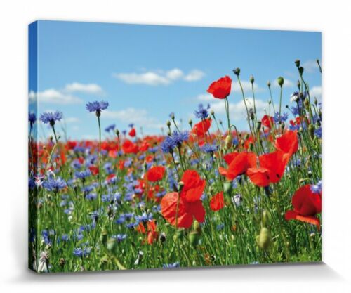 Wildblumen Mohn Kornblumen Poster Leinwand-Druck Bild Blumen #111825 40x30cm