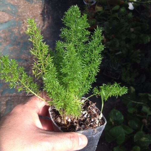 Details about  / Live Plant-Asparagus Ming fern In 2” Pot Easy Clean Plant