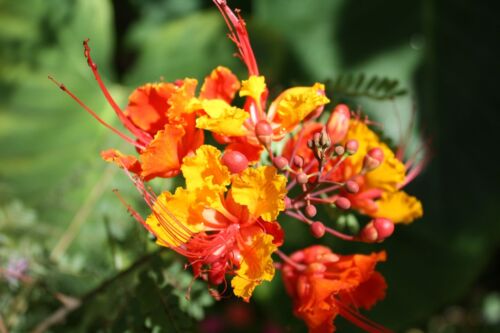 Caesalpinia pulcherrima Dwarf Poinciana Seeds Red Flower Butterfly Garden