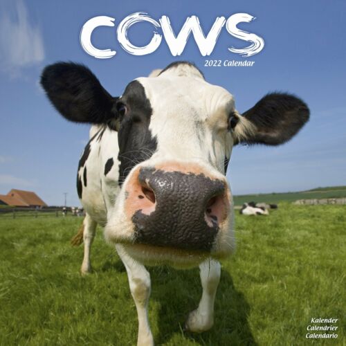 Cows Calendar 2022 Cute Farm Animal Wall 15% OFF MULTI ORDERS! 
