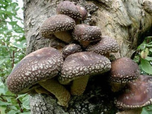 SHIITAKE IMPERIAL MUSHROOM MYCELIUM SPORES SPAWN DRIED SEEDS 20 g Pack