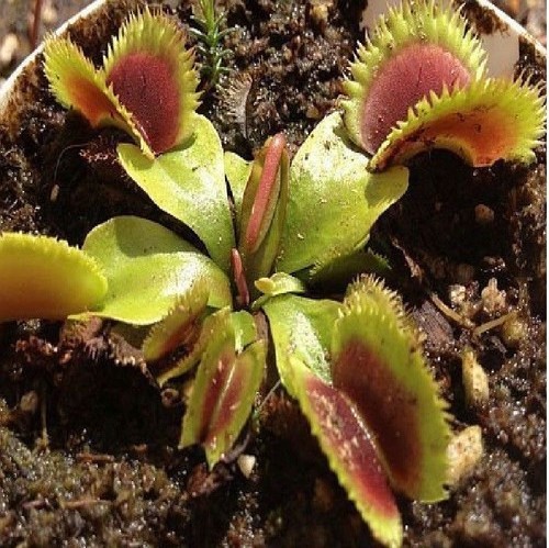 5x Dionaea muscipula Short Teeth Venusfliegenfalle Samen Gartenpflanze Neu B1270
