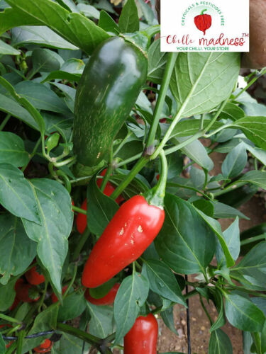Jalapeno El Jefe Early Producing chilli Sustainably Grown in Australia 10 Seeds 