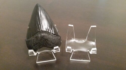 ~10 Premium 1-3/4" Display Stand Easel Megalodon Shark Tooth Teeth 