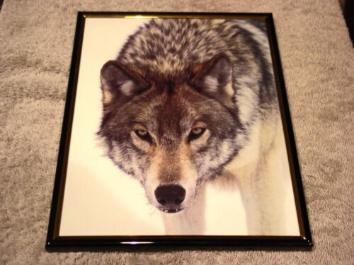 WOLF 8X10 FRAMED PICTURE #3 