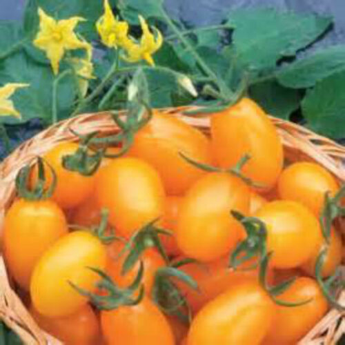 Jersey Sweet Golden Grape Tomato Seeds S/H  SEE OUR STORE! COMB 