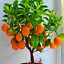 Edible Dwarf Orange Tree 20 PCS Seeds Garden Fruit Mandarin Bonsai Flores Citrus 