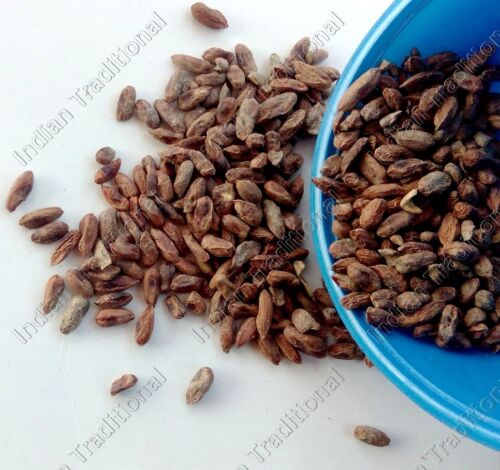 Bulk Neem Beej Dried Neem Seed Kernel Without Shell Azadirachta Indica Margosa