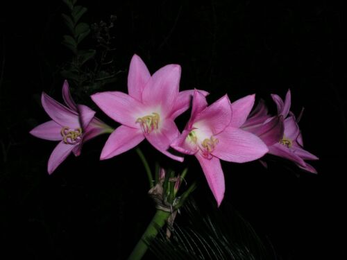 Eagle Rock blooming-size bulb NEW JUMBO Crinum Lily 